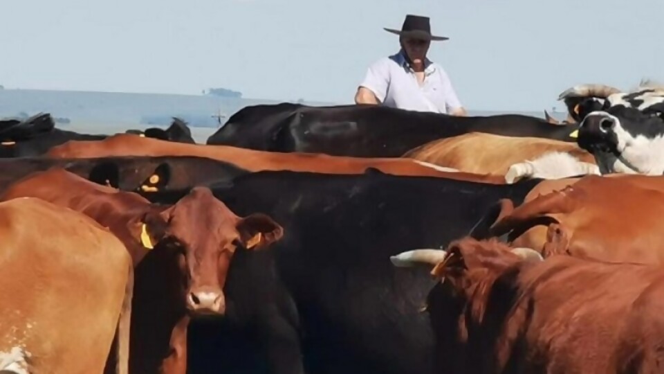Fuques: el mercado del ganado gordo se muestra algo demandante por parte de la industria — Ganadería — Dinámica Rural | El Espectador 810