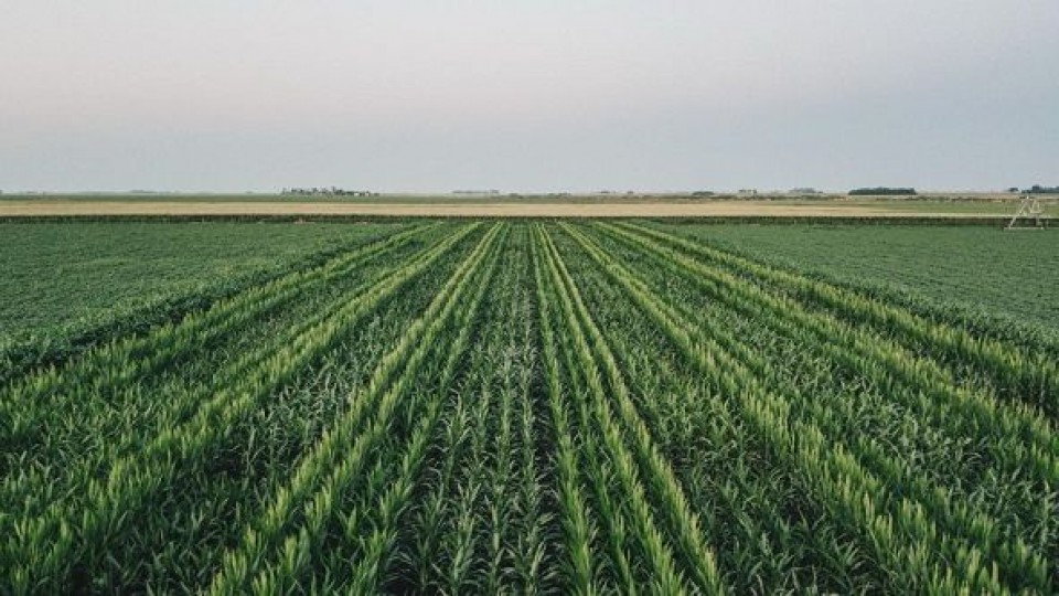 ADP en recorridas con foco en el desarrollo de cultivos de maíz  —  Agricultura — Dinámica Rural | El Espectador 810