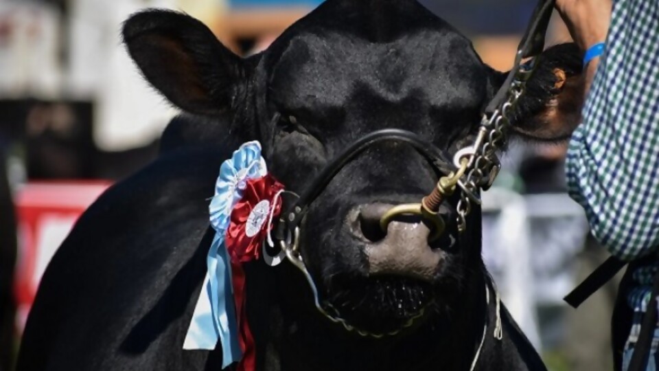 Oribe: una diferencia cada vez más chica entre los primeros animales y los que quedan más para atrás — Ganadería — Dinámica Rural | El Espectador 810
