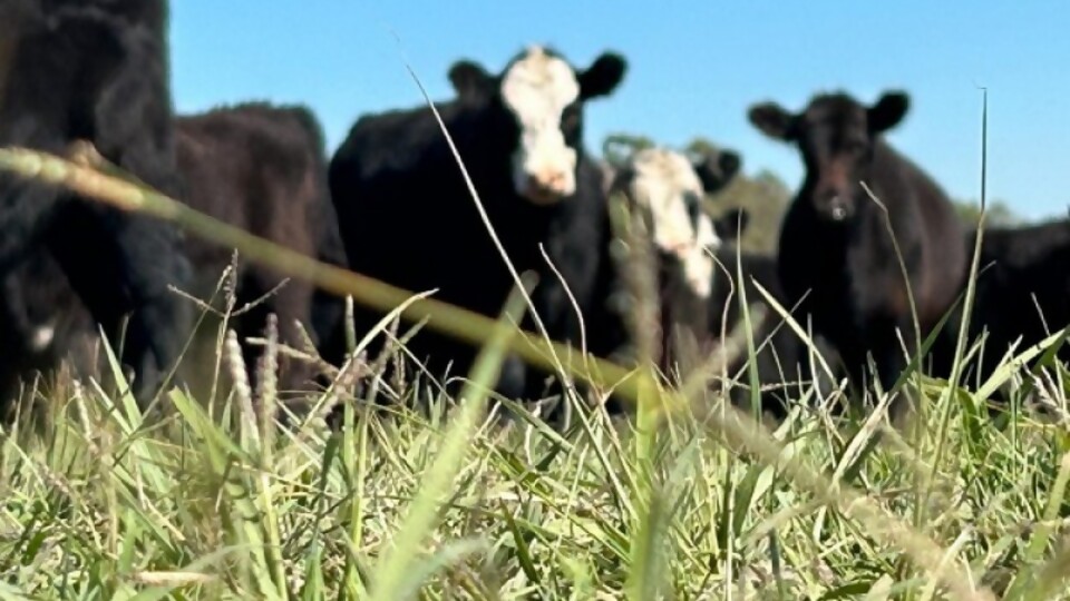 El comportamiento de los rumiantes ante la oferta de alimentos —  Agricultura — Dinámica Rural | El Espectador 810