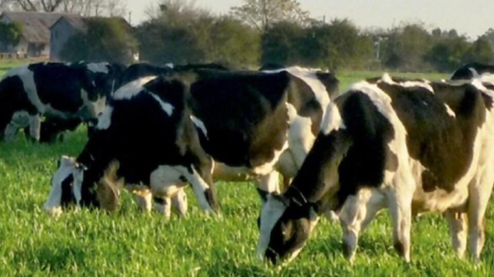 Baraibar: últimas licitaciones de Fonterra no necesariamente significan un quiebre en la tendencia  —  Lechería — Dinámica Rural | El Espectador 810