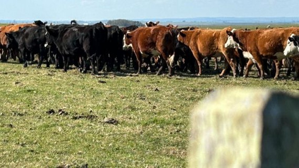 Carriquiry: la buena situación forrajera, la recuperación de la cría y el problema de la garrapata —  Agricultura — Dinámica Rural | El Espectador 810