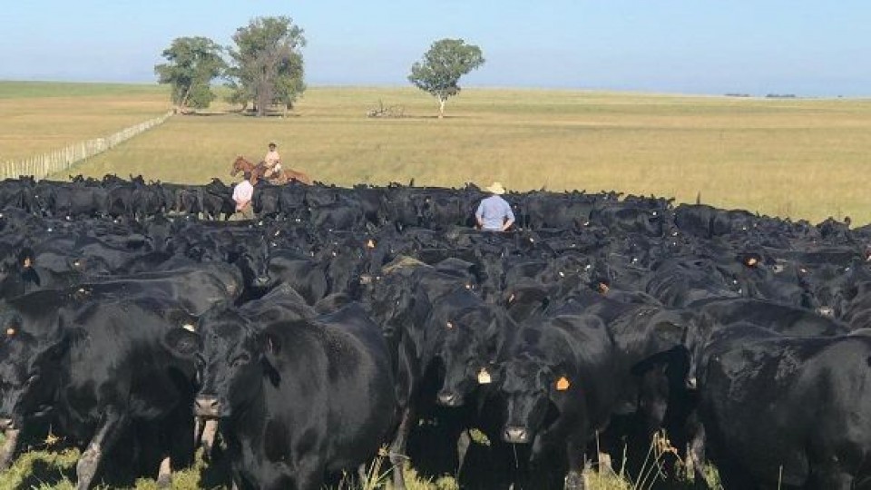 Juan Francisco Belloso: un mercado que está buscando estabilización  —  Mercados — Dinámica Rural | El Espectador 810