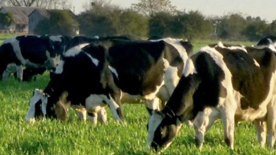 Di Santi remata 750 holando SH de Las Tubianas en Menafra —  Mercados — Dinámica Rural | El Espectador 810