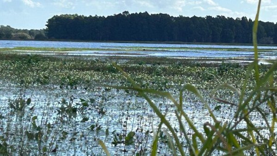 Bidegain: ingreso de masa de aire frío y vientos generarán bajas sensaciones térmicas —  Clima — Dinámica Rural | El Espectador 810