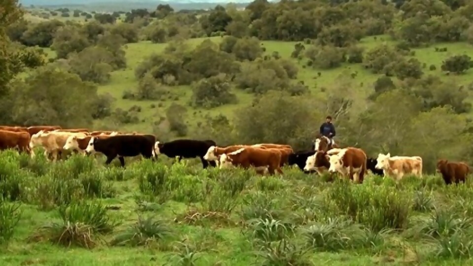 Irazoqui: la leptospirosis es un problema para el rodeo, y la herramienta que tenemos es la vacuna —  Sanidad — Dinámica Rural | El Espectador 810