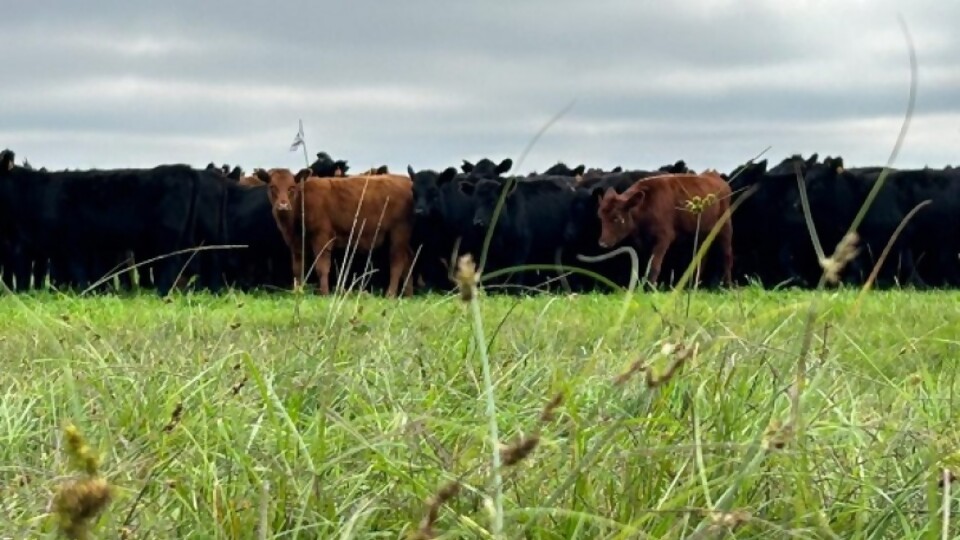 Federico Jaso: al bulto el precio sigue cercano a los US$ 500 —  Mercados — Dinámica Rural | El Espectador 810