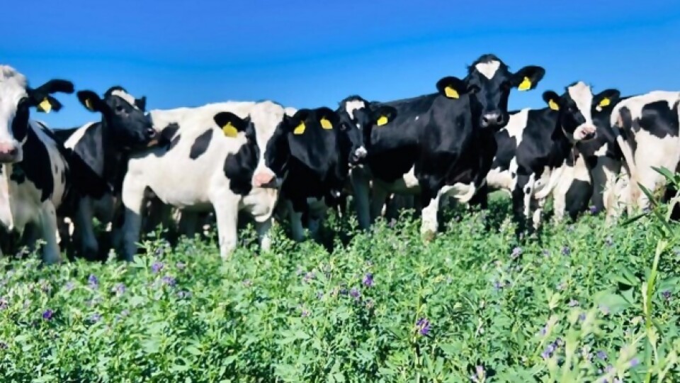 Exposición de Reproductores Holando nutrida de actividades, incluyendo subasta —  Lechería — Dinámica Rural | El Espectador 810