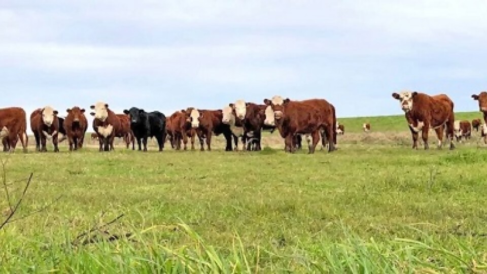 Serena Rocca: un plan de reproducción con tres pilares —  Sanidad — Dinámica Rural | El Espectador 810