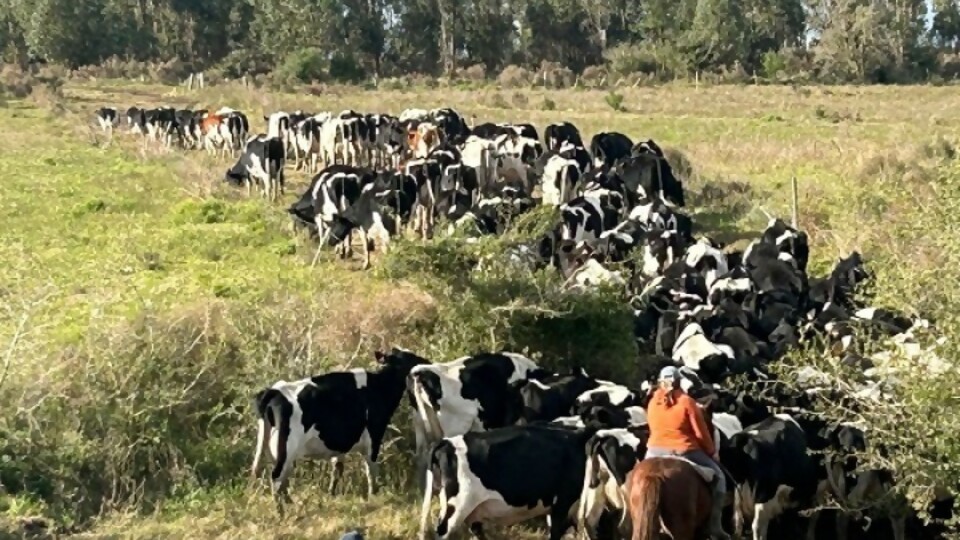 Foro de Producción Lechera de Conaprole con temas enfocados en la lechería 2030 —  Lechería — Dinámica Rural | El Espectador 810