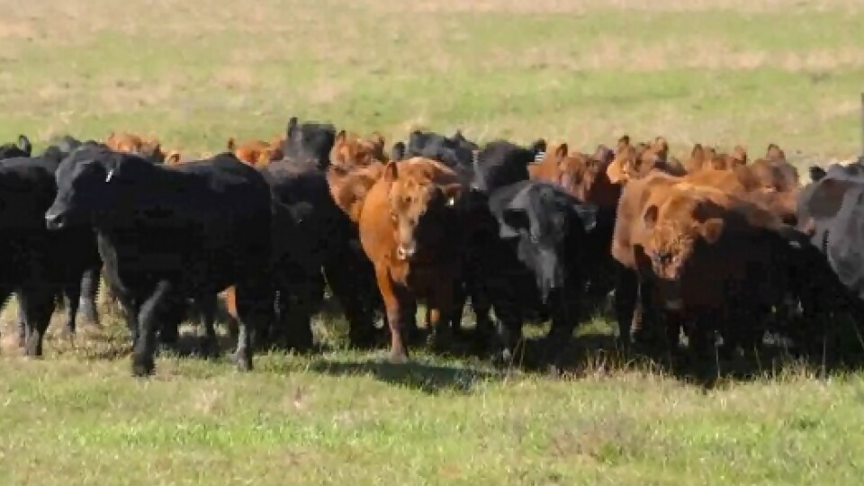 Lote 21 subasta 8.800 vacunos y 1.400 lanares en dos jornadas —  Mercados — Dinámica Rural | El Espectador 810