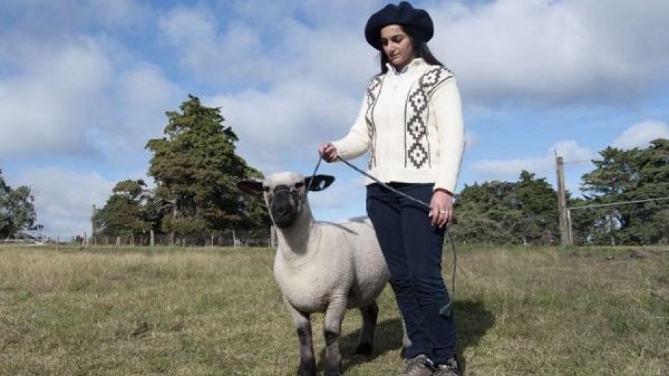 La cordera Agraria Serena, de UTU, viaja hoy a Argentina para participar el 23 en Expo Palermo —  Exposiciones — Dinámica Rural | El Espectador 810