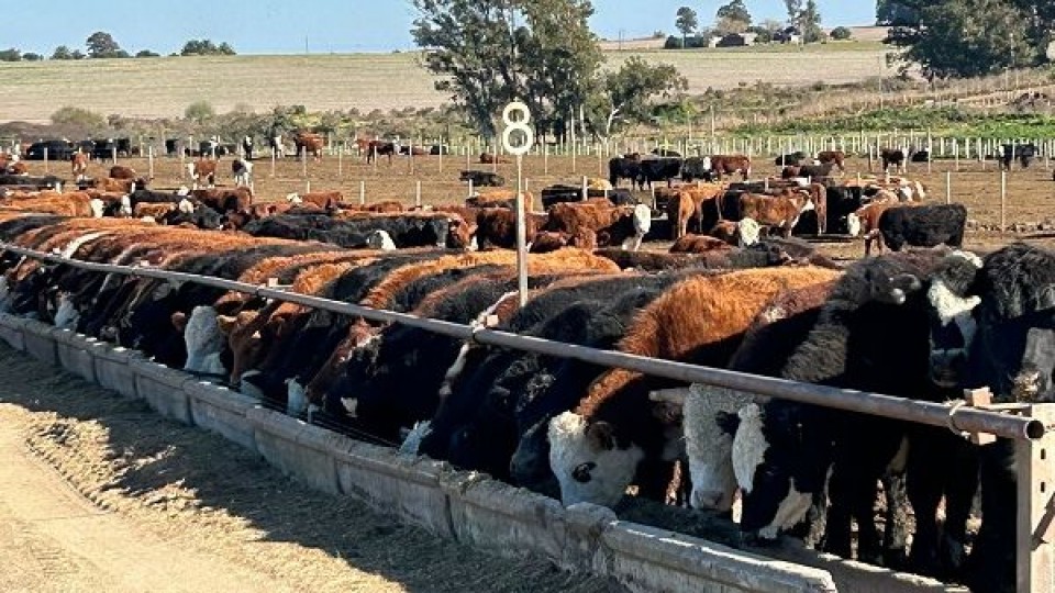 Federico Britos: ganadería intensiva en un esquema de rotación agrícola con pasturas perennes —  Agricultura — Dinámica Rural | El Espectador 810