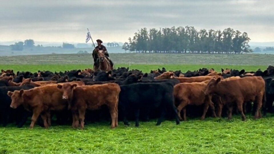 Artola: ‘‘el invernador a pasto ha tenido que salir a buscar alternativas’’ —  Mercados — Dinámica Rural | El Espectador 810