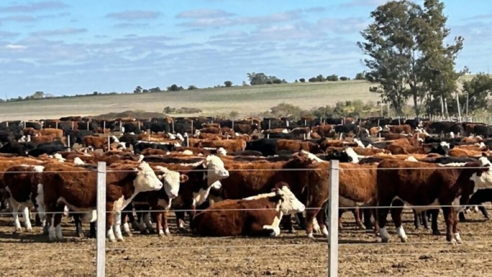 Juan Vera: el mercado del gordo sin variantes, y una reposición con varias categorías pedidas —  Mercados — Dinámica Rural | El Espectador 810