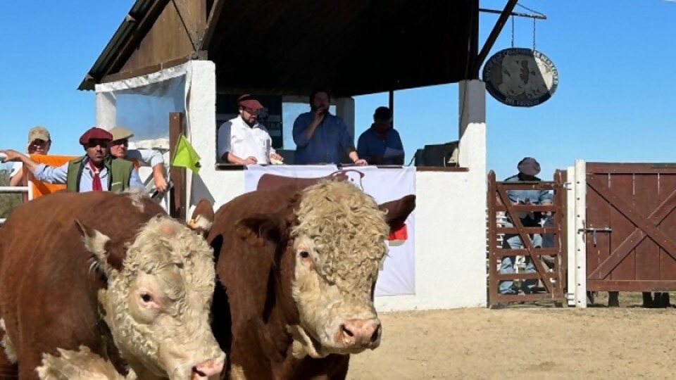 Toros de Quiyú inició la zafra con 100% de ventas  —  Entrevista destacada — Dinámica Rural | El Espectador 810