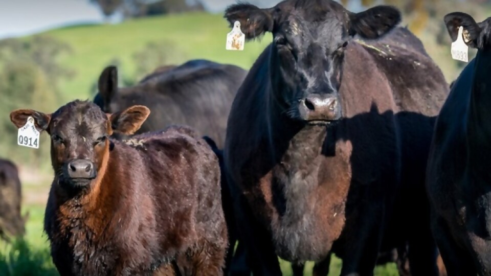 20° remate anual (virtual) de Rancho Yúbely de familia Musselli —  Zafra — Dinámica Rural | El Espectador 810