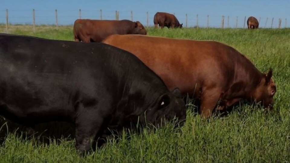 26° remate anual de angus de San Alberto ofrece 50 toros y 60 vaquillonas —  Zafra — Dinámica Rural | El Espectador 810