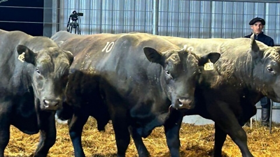 María Isabel subastó 42 toros a un promedio general de US$ 3.328 —  Zafra — Dinámica Rural | El Espectador 810