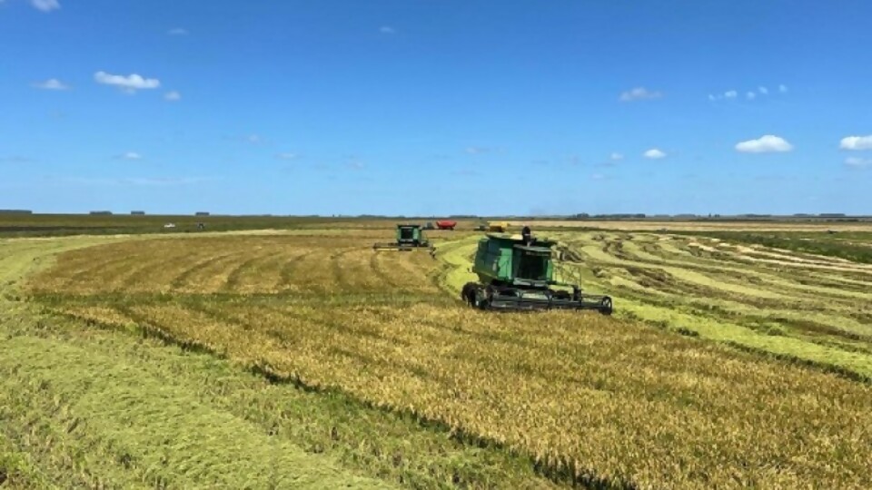 Guillermo O’Brien: un octubre marcado por las escasas oportunidades de siembra —  Agricultura — Dinámica Rural | El Espectador 810