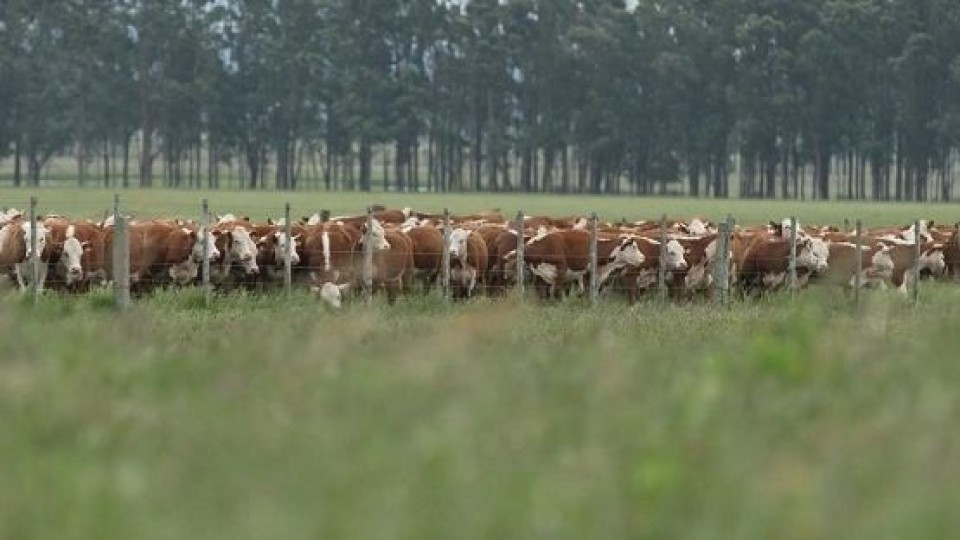 Fernández Nystrom: un mercado estabilizado pero con distorsión por el conflicto en la industria —  Ganadería — Dinámica Rural | El Espectador 810