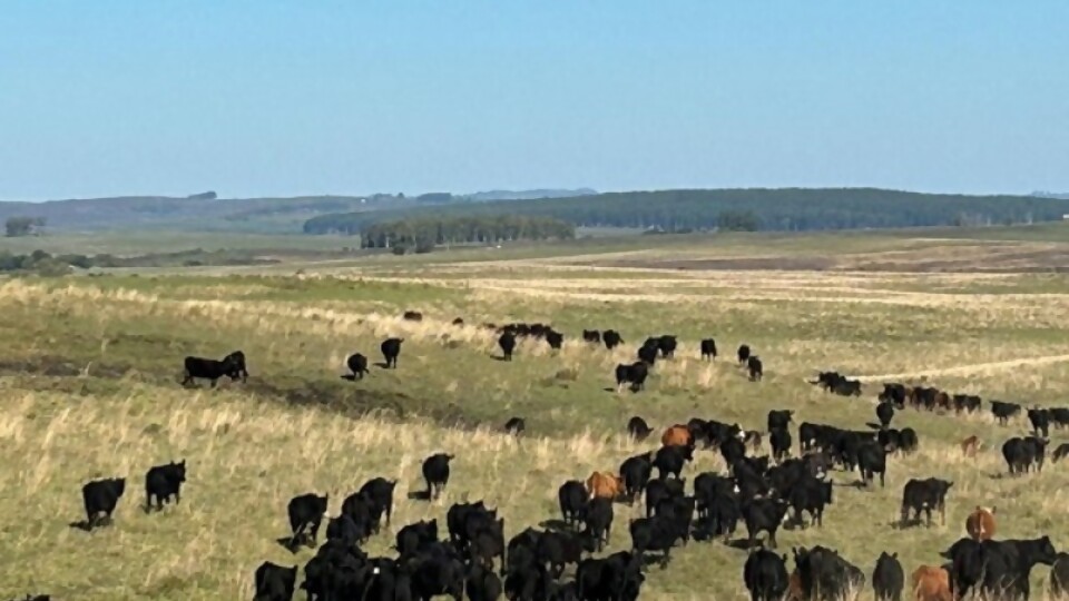 Peregalli: una jornada para ver los avances y los desafíos que hay por delante —  Agricultura — Dinámica Rural | El Espectador 810