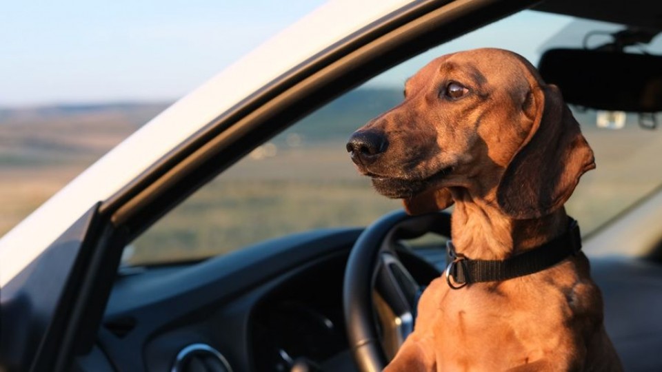 Encuentros del tercer tipo —  Tu mascota te quiere decir algo — Paren Todo | El Espectador 810