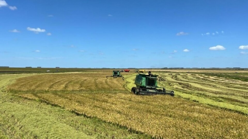 O’Brien: ‘‘la supervivencia es producir mucho y controlar los gastos’’ —  Agricultura — Dinámica Rural | El Espectador 810