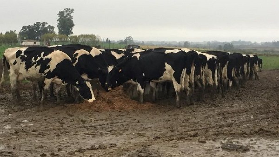 Lechería: manejo, evitar traslados largos y cuidar la higiene en sala de ordeñe es clave luego de las lluvias —  Lechería — Dinámica Rural | El Espectador 810