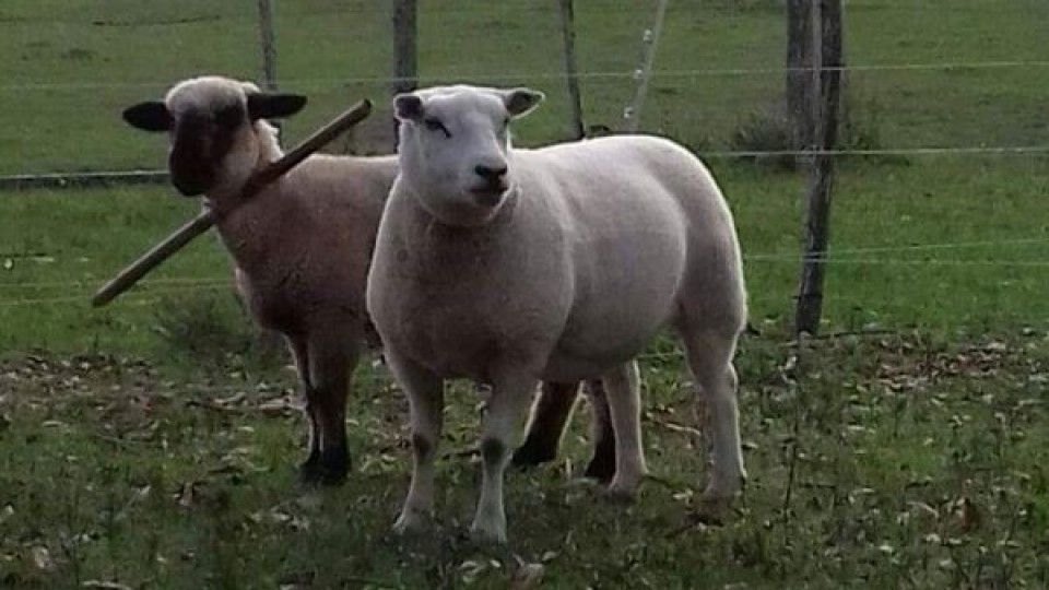 Cabaña Santa Inés busca ser más eficiente por hectárea, tanto en Texel como en Hamshpire Down — Ganadería — Dinámica Rural | El Espectador 810
