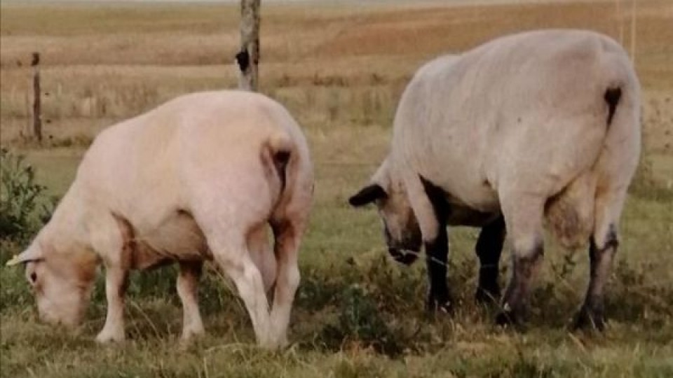 'María Inés': con el objetivo de producir más carne — Ganadería — Dinámica Rural | El Espectador 810