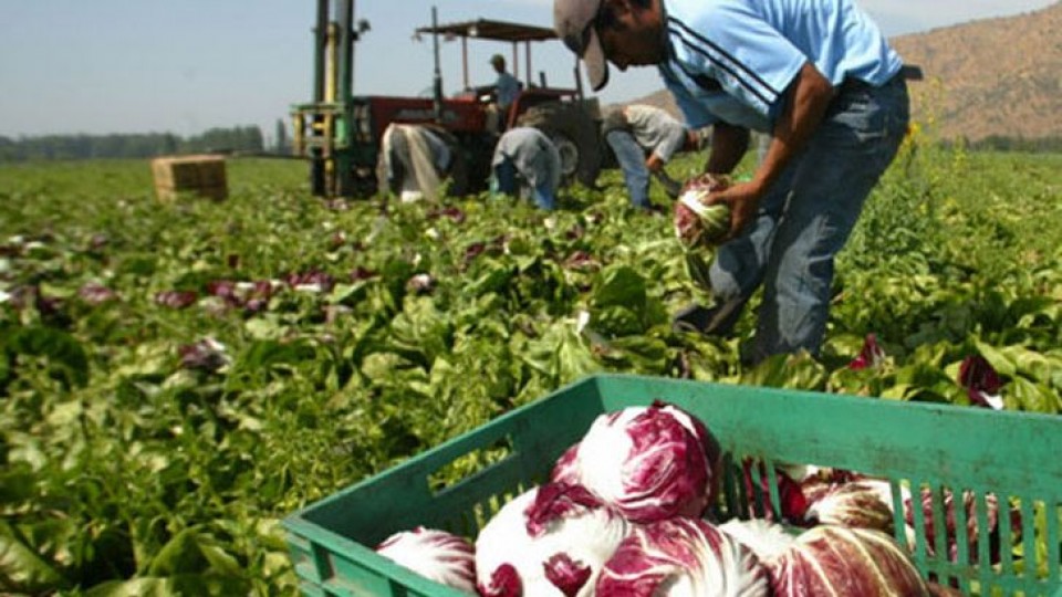 El déficit hídrico golpea y compromete la producción hortifruticola  —  Granja — Dinámica Rural | El Espectador 810