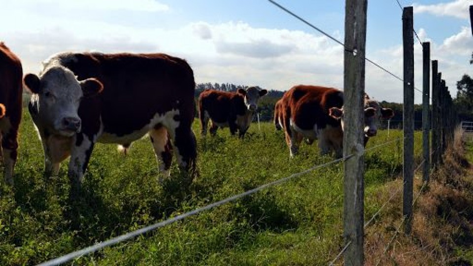 En Flores: Licitación de campo agrícola ganadero generó una renta de 123 dól/há —  Economía — Dinámica Rural | El Espectador 810