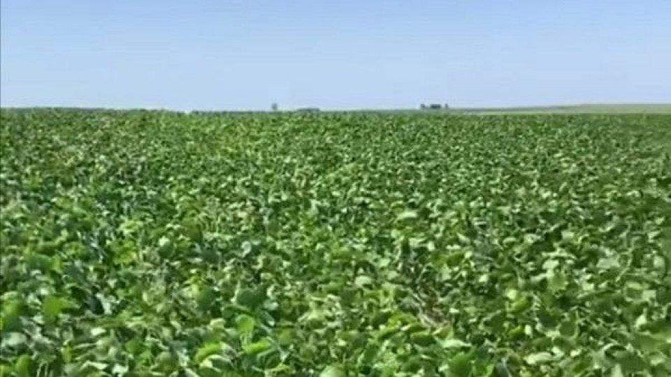 Es esperable que la soja 'alcance picos de 2.800 kgs por há — Agricultura — Dinámica Rural | El Espectador 810