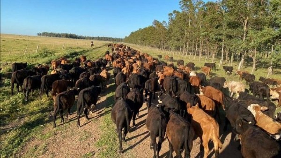 N. Jasidakis: A pesar de la incertidumbre por el COVID-19, 'la ganadería tiene el desafío de poner en marcha al país' —  Economía — Dinámica Rural | El Espectador 810