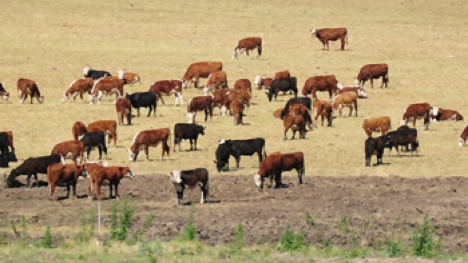 Agropecuaria de Cerro Largo y escritorios rurales destinarán recursos para el fondo Campo Solidario —  Economía — Dinámica Rural | El Espectador 810