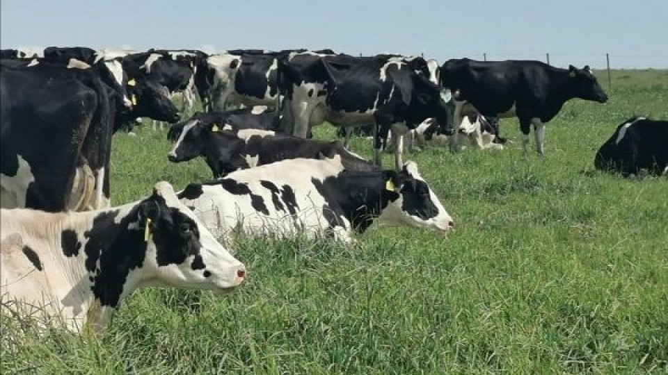 Este viernes se realizará el 4to remate de primavera —  Lechería — Dinámica Rural | El Espectador 810