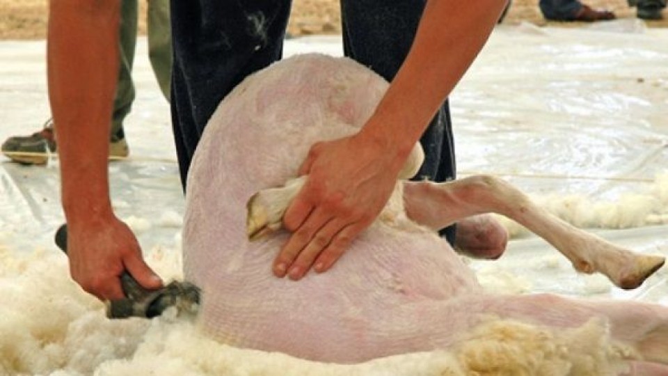 El SUL promueve cambios en el programa de acondicionamiento de lanas  —  Ganadería — Dinámica Rural | El Espectador 810