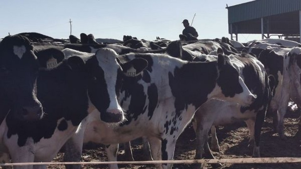 Lechería: 'El precio de la leche al productor subió en pesos, pero bajó en dólares' —  Lechería — Dinámica Rural | El Espectador 810