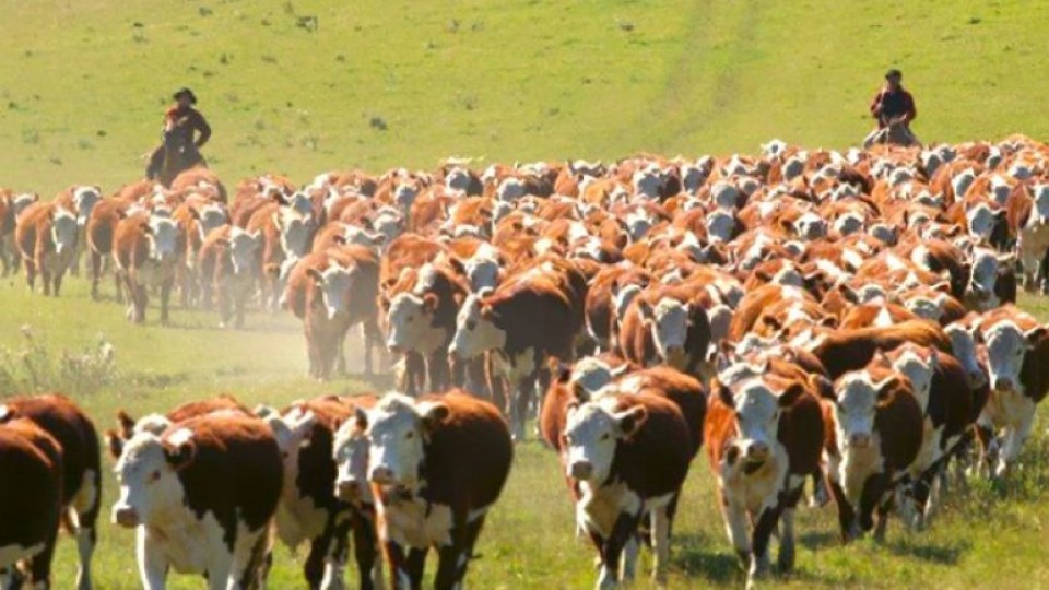 Ganado en pie: Importación y exportación, en la agenda de FOICA —  Ganadería — Dinámica Rural | El Espectador 810