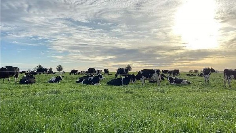 Buena noticia: Fonterra tuvo un aumento en la LPE de 12% —  Lechería — Dinámica Rural | El Espectador 810