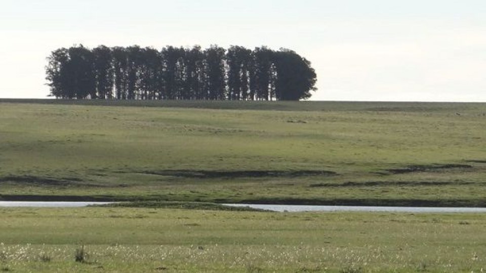 Inmuebles Rurales: Crece interés de empresarios argentinos para invertir en ganadería  —  Inversión — Dinámica Rural | El Espectador 810