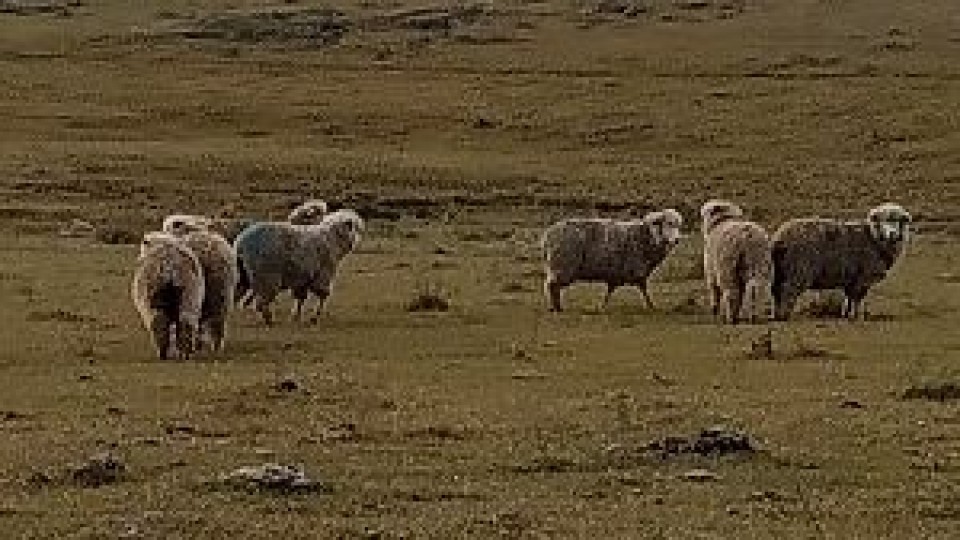 'Don Aniceto', con un potencial de señalada de más de 140% — Ganadería — Dinámica Rural | El Espectador 810