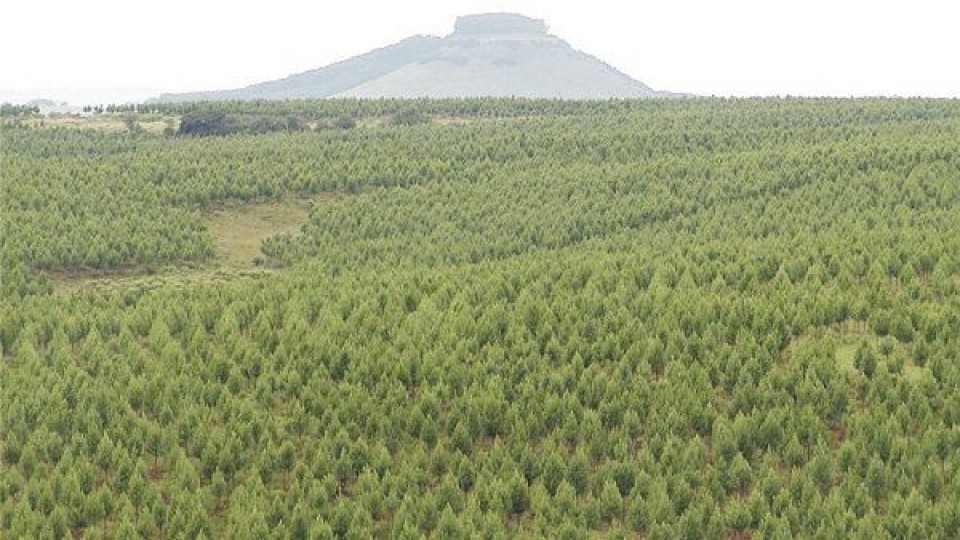INIA organiza seminario sobre genética forestal —  Inversión — Dinámica Rural | El Espectador 810