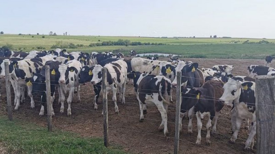 Di Santi Romualdo concretó exportación a China —  Lechería — Dinámica Rural | El Espectador 810