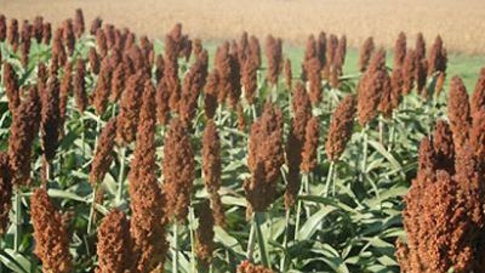 Zafra 2020/2021: Plan Sorgo de Alur, con un piso de 160 dólares la tonelada —  Agricultura — Dinámica Rural | El Espectador 810