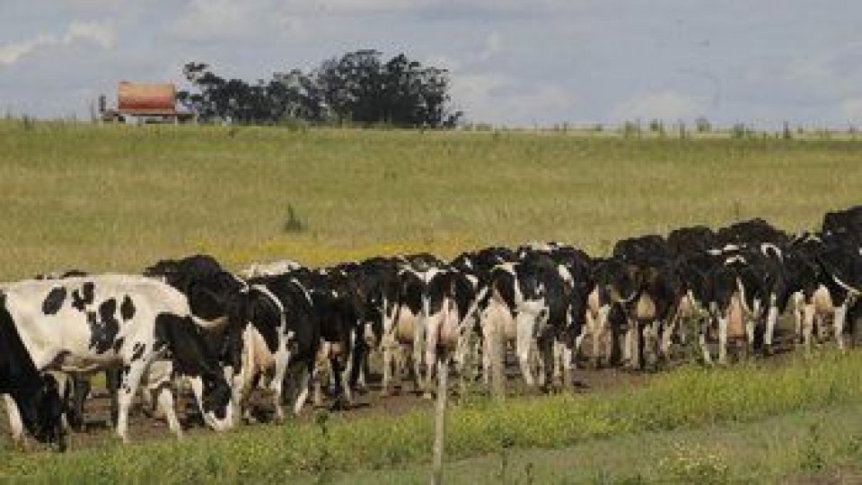 G. de Souza: 'Quienes inviertan en Pili tienen que darnos ciertas garantías' —  Lechería — Dinámica Rural | El Espectador 810