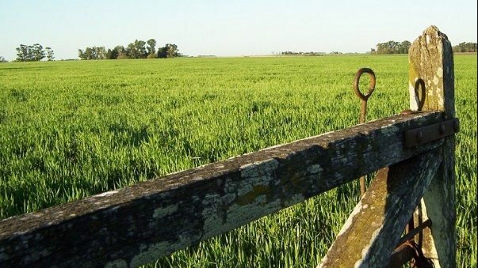 'Hay más consultas, es la realidad' —  Economía — Dinámica Rural | El Espectador 810