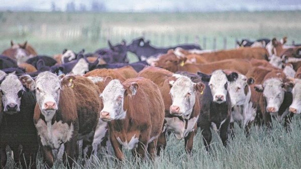 Lote 21 Remata este miércoles 5.500 vacunos —  Mercados — Dinámica Rural | El Espectador 810