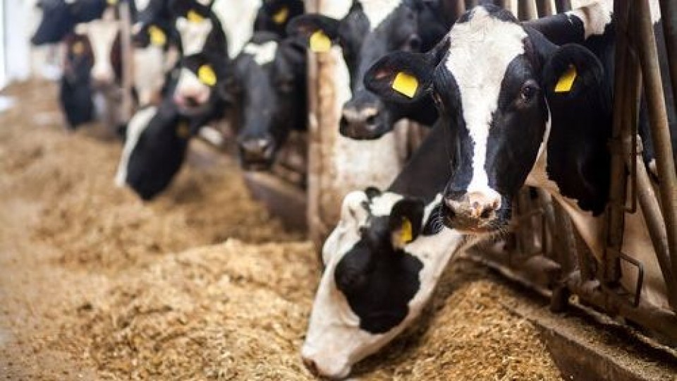 Grumen: Nutrición, bienestar, por más producción y eficiencia —  Lechería — Dinámica Rural | El Espectador 810